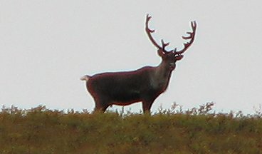 Caribou am Dempster Highway